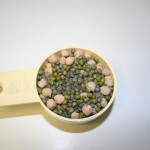 Sprouting beans beans