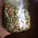 Sprouting beans day 2