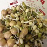 Sprouting beans in cup